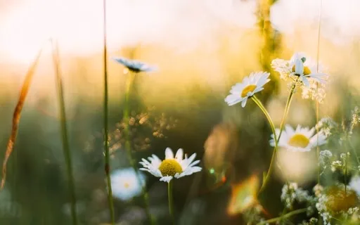 Bloom Meditation - Inner Spring - Follicular Phase