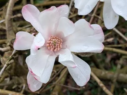 Bloom | Mindful Motivation