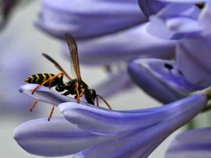 Bloom Once Again - Flute & Bowls