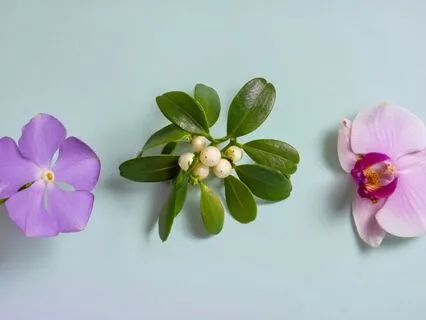 Bloom Through Turbulent Times | Sonic Flower