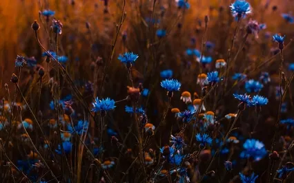 Bloom Where You're Planted