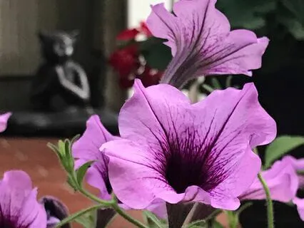 Bloom Wide Open Yoga Nidra