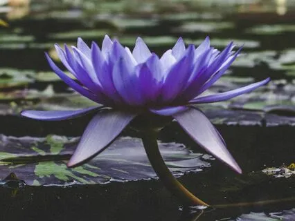 Bloom With Radiance With Blue Lotus Healing