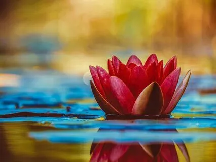 Bloom Within: Journey Of A Lotus And Om Mani Padme Hum