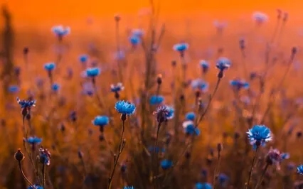 Bloom Within Your Beautiful Soul