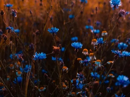 Bloom Within Your Beautiful Soul