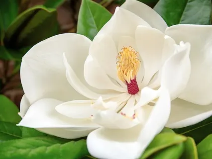 Blooming : A Loving-Kindness Practice