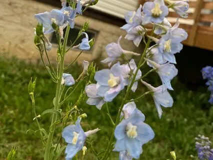 Blooming A Soundscape