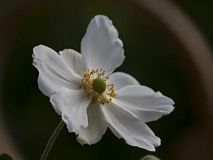 Blooming Flower: Breathing To Connect With Nature