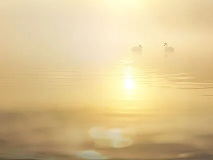 Blooming In The Field String Orchestra