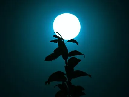 Blooming In The Moonlight