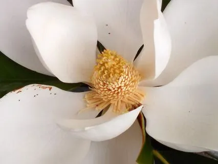 Blooming Into Joy: A Meditation On Ease And Expansion