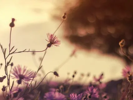 Blooming Joy | Cozy Bliss Lofi Beats & Grooves