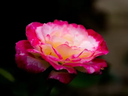 Blooming Presence: A Venus Meditation