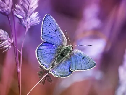 Blooming Root & Chrysalis Heart Meditation For Intuition