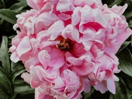 Blooming Sankalpa Visualization For Peace & Gratitude