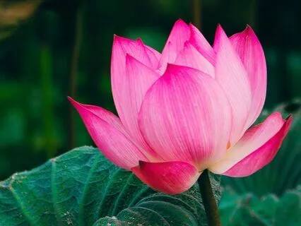 Blooming Spirit Meditation