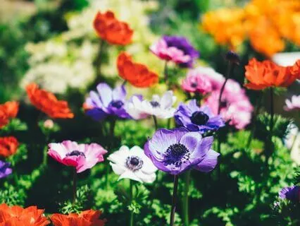 Blossom and Bloom Yoga Nidra for Rebirth and Renewal