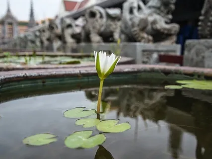 Blossom Breath Of Resilience