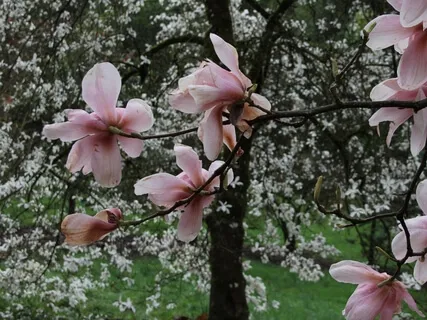 Blossom - Building Hope Through Gratitude