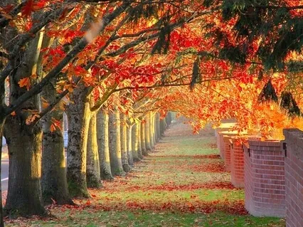 Blossom - Fall Flute