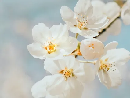 Blossom Gazing For Peace And Joy