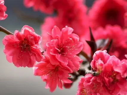 Blossom Mindful Breathing