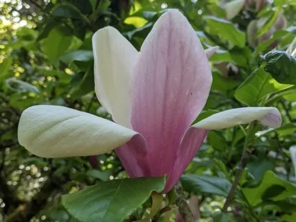 Blossom Music: Bhavaye Hum Raghu