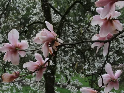 Blossom Music: Meditate To Mohanakara Muthukumara
