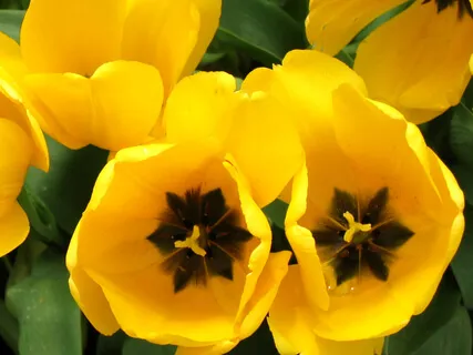 Blossom Music: Pinakine Maha