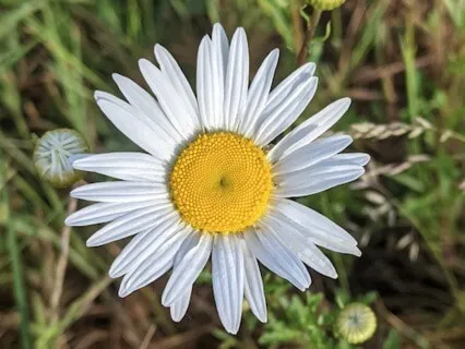 Blossom Music: Sreenivasa Tava Charanam