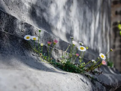 Blossom On The Rocks (Solo Piano)