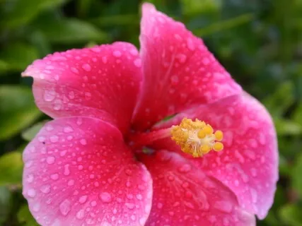 Blossom Self-Care Through Gratitude