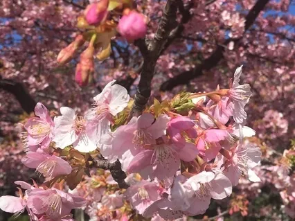 Blossom Self-Care Through Self Compassion