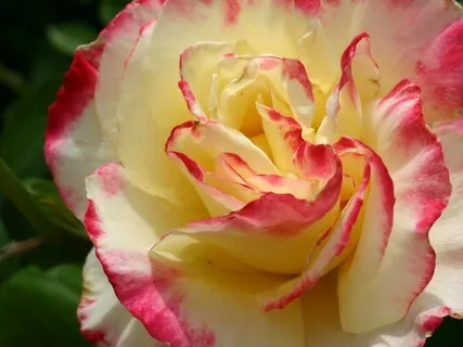 Blossom - Sindhu Bhairavi