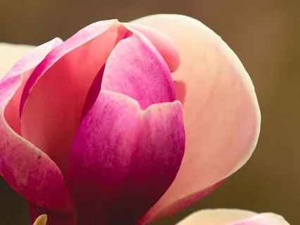 Gentle Transformation: The Courage To Bloom