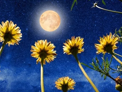 Blossom & Thrive: Flower Full Moon In Sagittarius Yoga Nidra