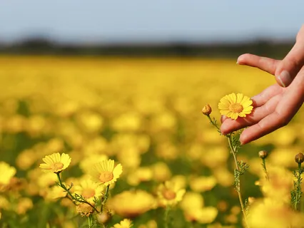Blossom Touch Awareness