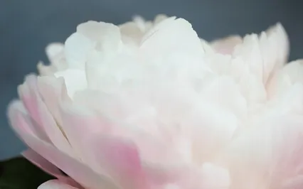 Blossom Yoga Nidra With The Triple Goddess