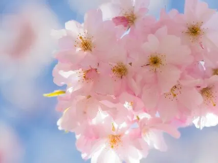 Blossoming Heart - The Natural Flow Of Life