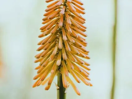 Blossoming In Optimism