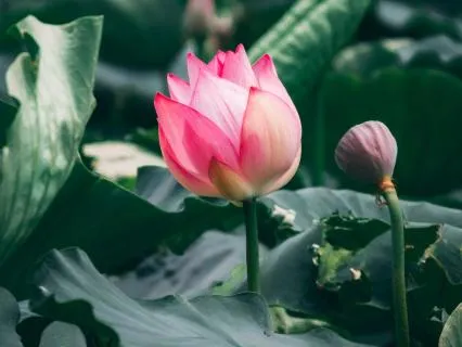Blossoming Into Now - Mindful Open Awareness Practice