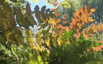 Blossoming Life - 432Hz - Effervescent Peace - Ethereal Harp