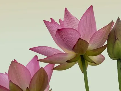 Blossoming The Lotus Of The Chakras