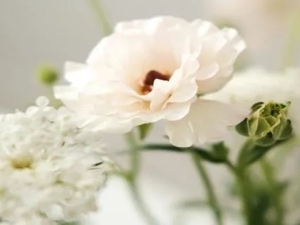 Blossoms -  Ambient Piano For Spa, Reiki & Massage | 432 Hz