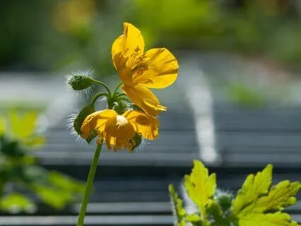 Blossoms - Feeling Calm & Ease