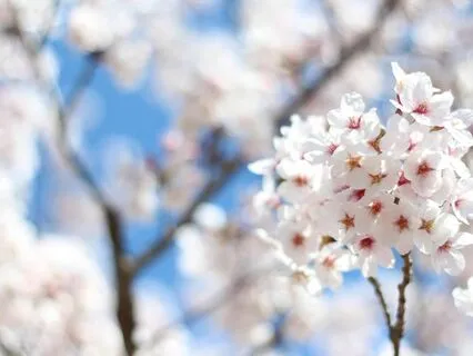 Blossoms In Spring – Zen Piano