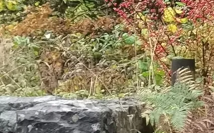 Blotting Paper Of Compassion