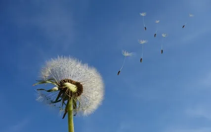 Blow Away Your Worries Meditation 