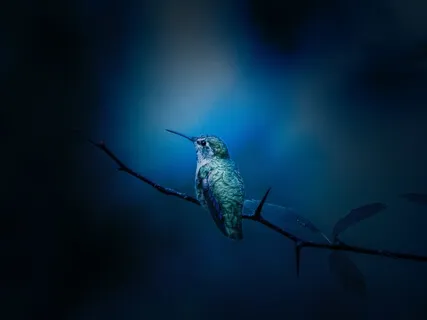 Blue Bird - Guided Meditation